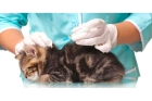 Вакцинация кошки Отечественная