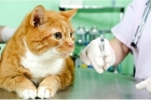 Вакцинация взрослой кошки