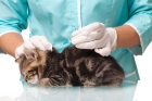 Вакцинация кошки Мультифел, Россия
