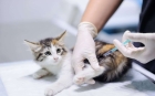 Вакцинация кошки Рабифел, Россия
