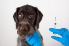 Вакцинация собаки Биокан DHPPI+L, Чехия