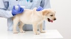 Вакцинация собаки Биокан DHPPI+RL с бешенством, Чехия