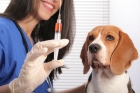 Вакцинация собаки Эурикан DHPPI+RL с бешенством, Франция