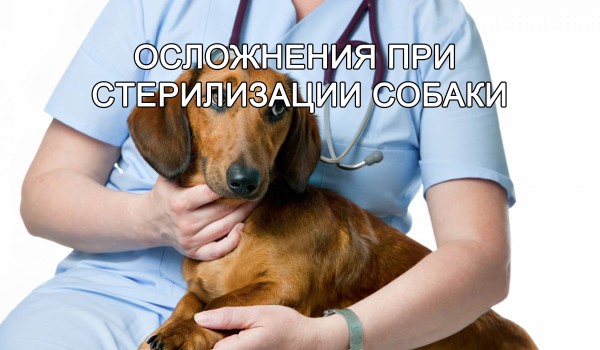 Осложнения при стерилизации собаки