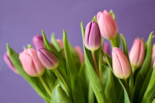 Тюльпаны на 8 марта: почему именно их дарят?